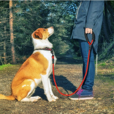 Reflective nylon dog leash for small to large dogs—perfect for walking and training - Dailyy shoplio